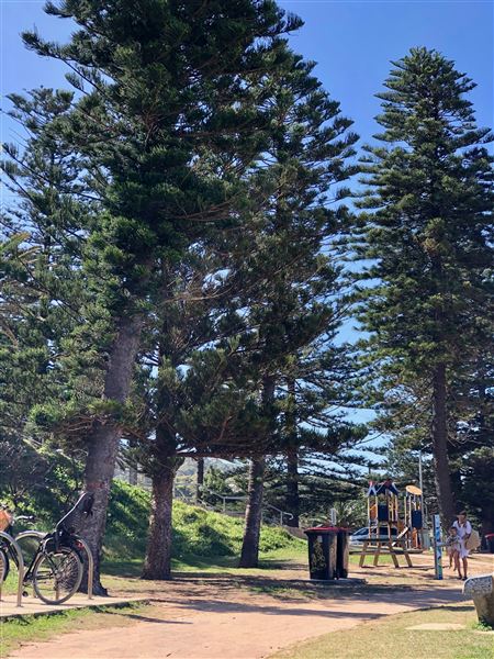 Avalon Beach (19/11/2020 - Credits: Cheryl Conway)