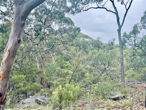 Tobruk Sheep Station - Cottages & surrounds - Summer but usually overcast & glarey. (23/02/2021 - Credits: Cheryl Conway)