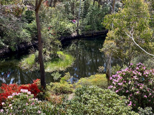 Campbell Rhododendron Gardens (1/10/2022 - Credits: Julie Parker, Deb Wells)