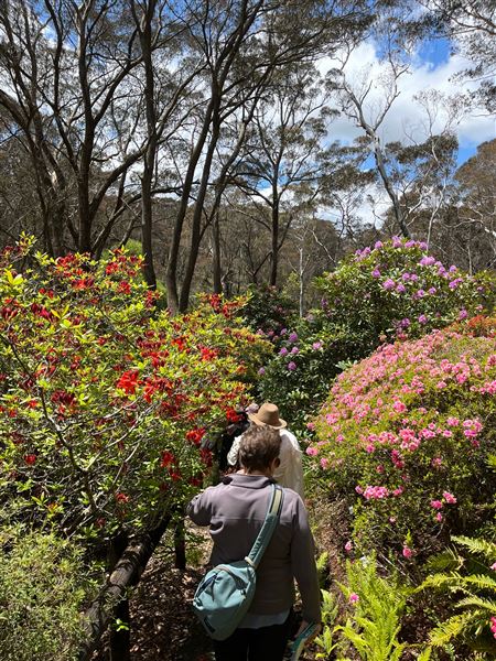 Campbell Rhododendron Gardens (1/10/2022 - Credits: Julie Parker, Deb Wells)