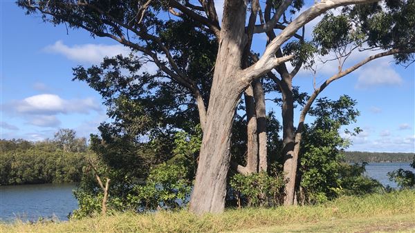 Nambucca Heads (9/10/2020 - Credits: Shannon Wheeler)