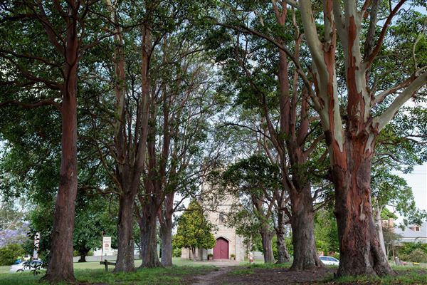 Avenue of Trees (18/04/2024 - Credits: Maitland City Council)