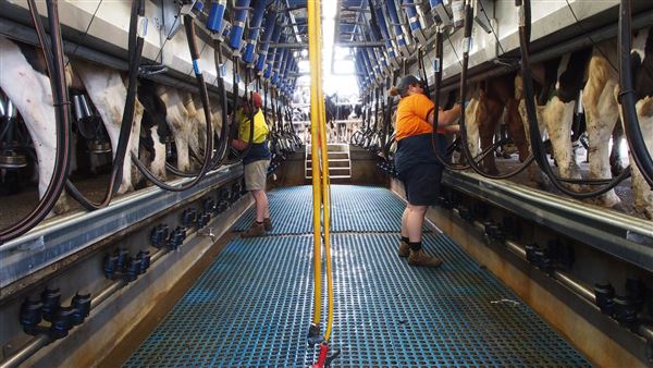 Tocal Farm (23/05/2019 - Credits: Tocal College)