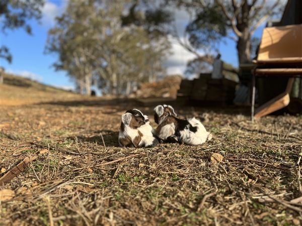 Sugarloaf Farm at Pheasants Nest (23/04/2024 - Credits: submitted by: Angie Pisani)