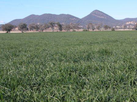 Barley Crop (25/02/2013 2:23:30 PM)