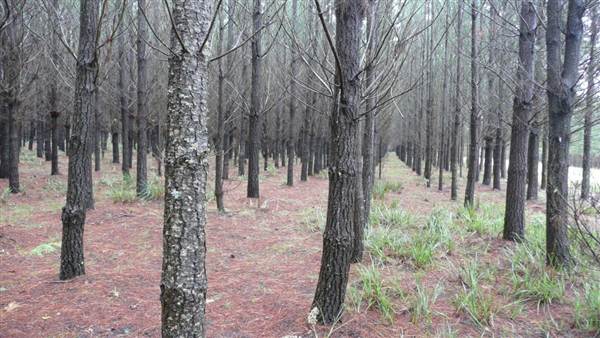 Belanglo State Forest (25/02/2013 3:33:04 PM)