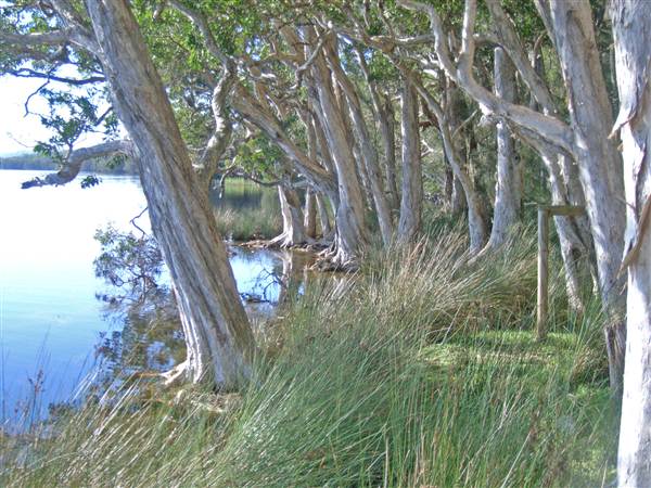Northern Broadwater Picnic Area (26/02/2013 4:34:41 PM)