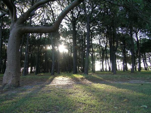 Centennial Park (27/02/2013 10:45:38 AM)