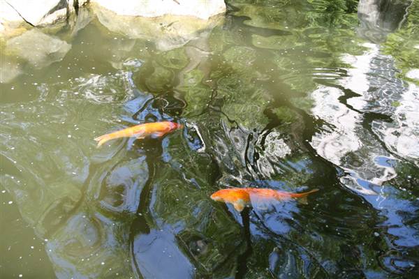 Chinese Garden of Friendship - Darling Harbour (27/02/2013 1:34:05 PM)