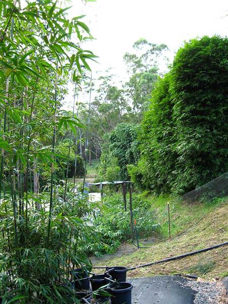 Bamboo Wholesale (27/02/2013 4:42:45 PM)