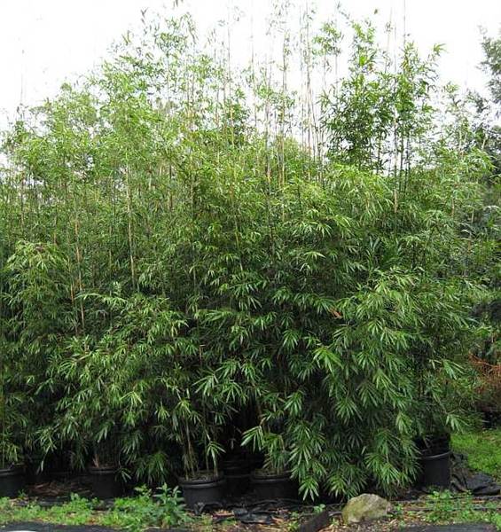 Bamboo Wholesale (27/02/2013 4:43:00 PM)