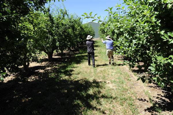 Daydawn Orchard (27/02/2013 7:04:45 PM)
