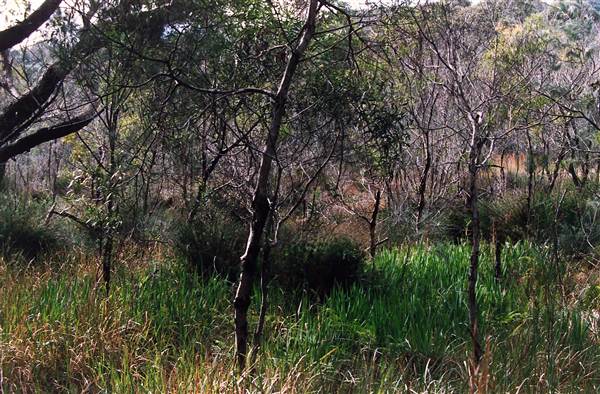 Deep Creek Reserve (27/02/2013 8:32:48 PM)
