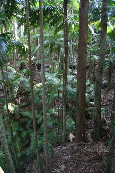 Mount Warning - Wollumbin National Park (28/02/2013 4:13:46 PM)