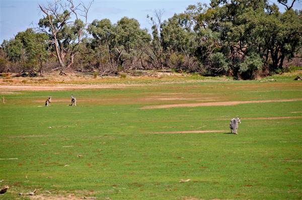 Bourke & Environs (1/03/2013 11:42:50 AM)