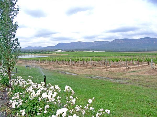 Branxton Vineyard (1/03/2013 12:03:56 PM)