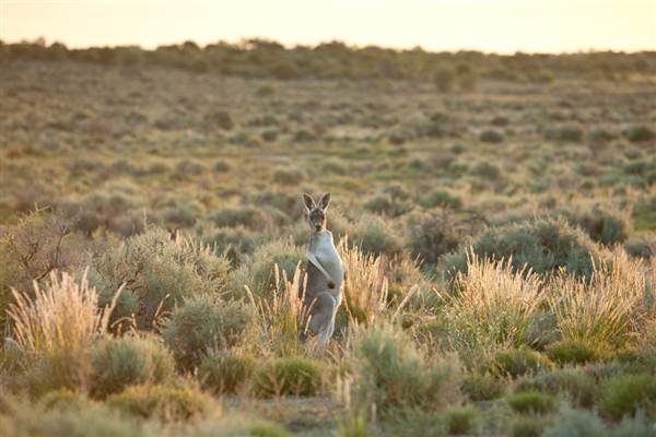 BROKEN HILL - Town & Surrounds (1/03/2013 7:13:06 PM)