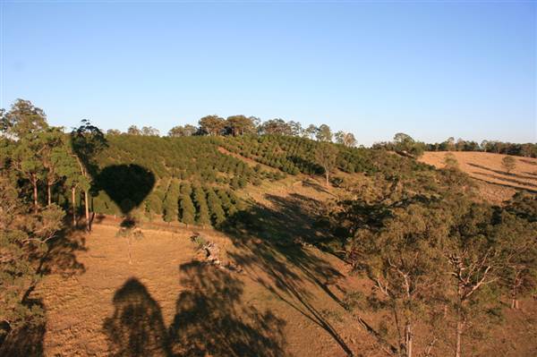 Byron Hinterland-Hot Air Balloon (2/03/2013 10:59:16 PM)