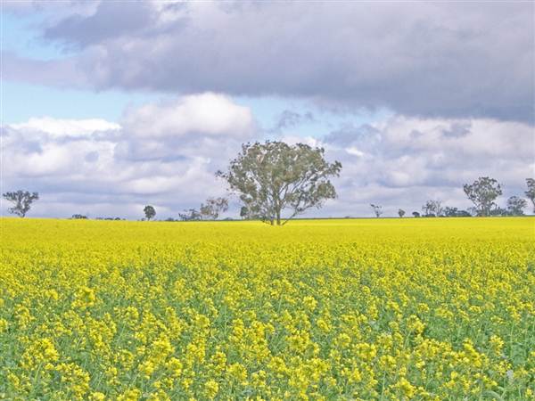 Canola Field (3/03/2013 8:25:29 AM)