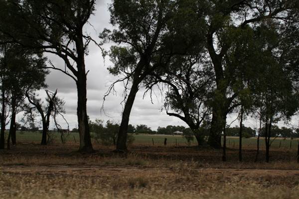 Collingullie (4/03/2013 10:37:51 AM)
