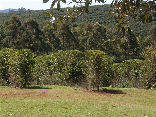 Crops, Clunes (4/03/2013 11:47:50 AM)
