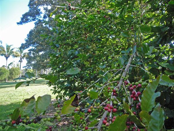 Crops near Ballina (4/03/2013 11:48:34 AM)