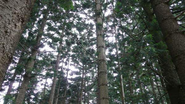 Cumberland State Forest (4/03/2013 12:05:43 PM)