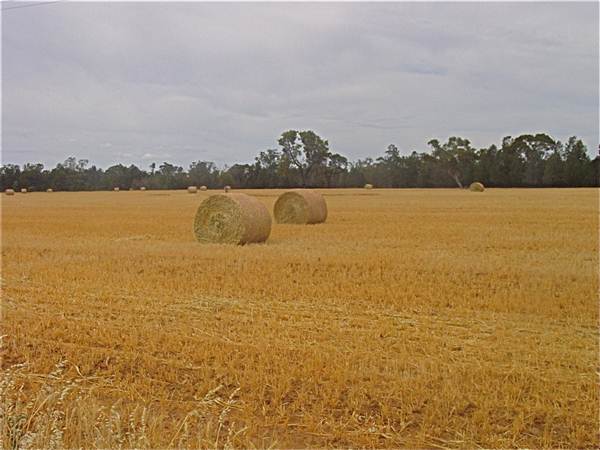 Gilgandra Rural Area (4/03/2013 4:39:20 PM)