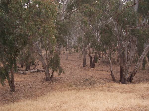 Hay State Forest - Murrumbidgee Valley Regional Park (5/03/2013 1:31:04 PM)