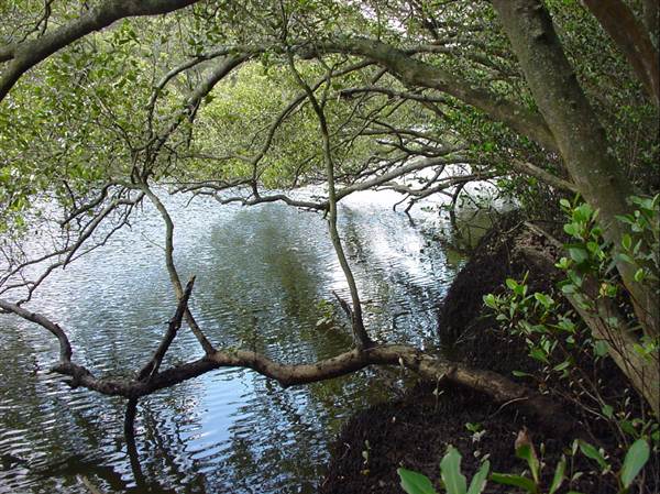 Lane Cove River (6/03/2013 12:07:32 PM)