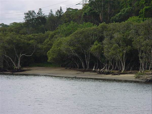 Lane Cove River (6/03/2013 12:07:56 PM)