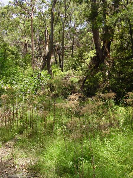 Lane Cove National Park (6/03/2013 12:09:05 PM)