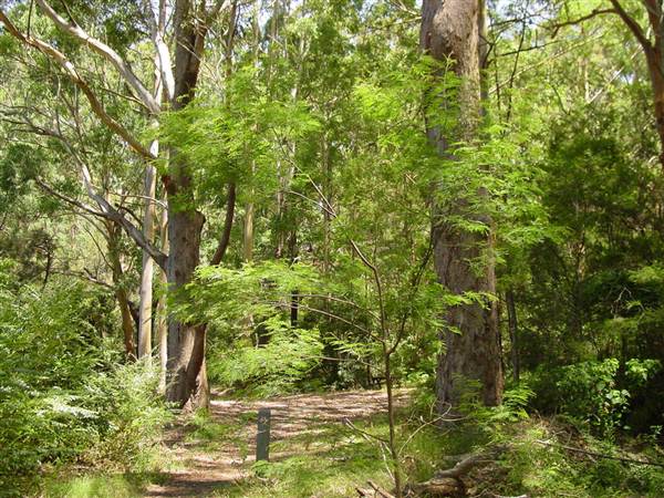 Lane Cove National Park (6/03/2013 12:11:49 PM)