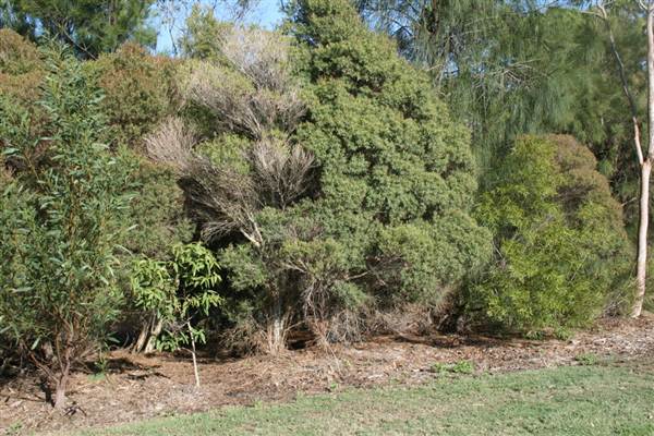 Sydney Park (6/03/2013 4:45:20 PM)