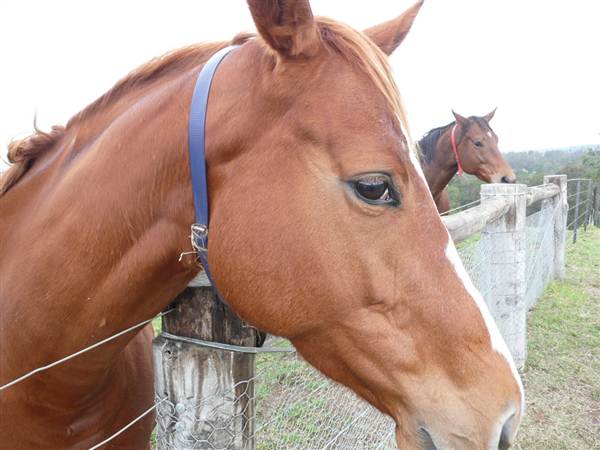 Lomar Park Stud (7/03/2013 10:03:09 AM)