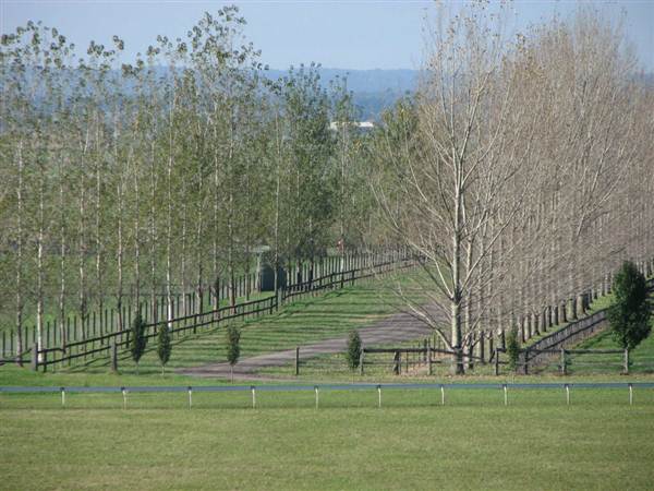 Malniri Park Stud (7/03/2013 12:08:52 PM)