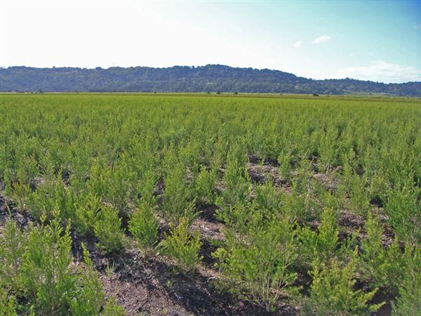 Tea Tree Estate (7/03/2013 12:11:05 PM)