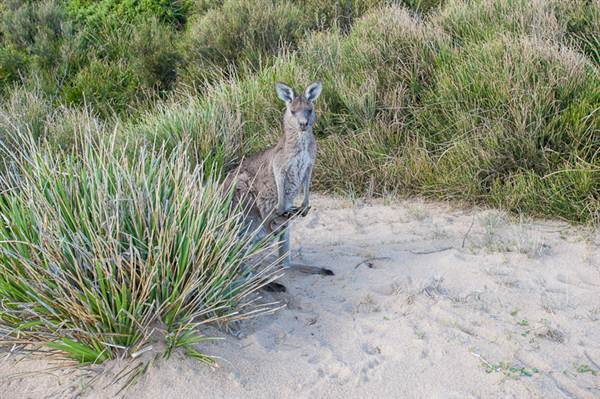 Murramarang National Park (7/03/2013 2:20:20 PM)