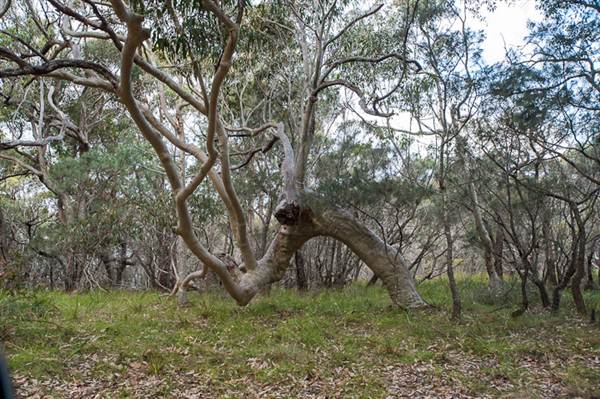 Murramarang National Park (7/03/2013 2:20:54 PM)