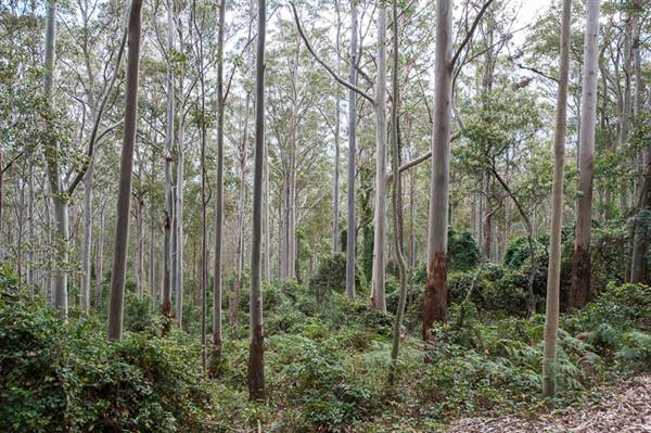Murramarang National Park (7/03/2013 2:21:37 PM)