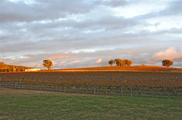 Mudgee Area Vineyards (7/03/2013 2:36:46 PM)