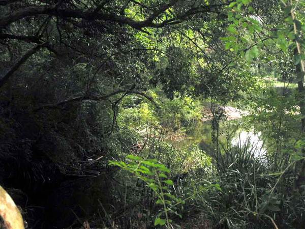 Promised Land Rainforest (8/03/2013 10:47:06 AM)
