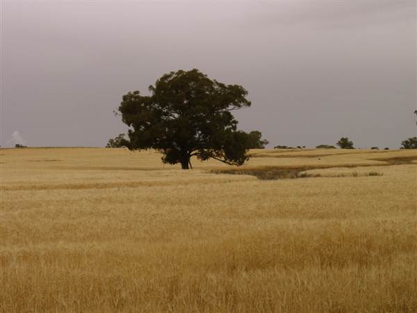 Paddys Creek Rd, Dubbo (8/03/2013 12:20:49 PM)