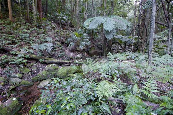 Royal National Park (8/03/2013 1:45:43 PM)
