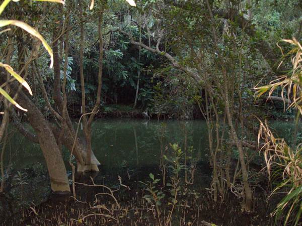 Stotts Island Nature Reserve (9/03/2013 1:37:59 AM)
