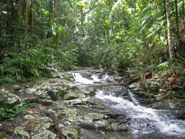 Terania Creek picnic area & Protesters Falls walking track (9/03/2013 1:39:25 AM)