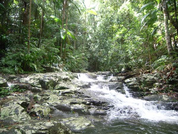 Terania Creek picnic area & Protesters Falls walking track (9/03/2013 1:39:42 AM)