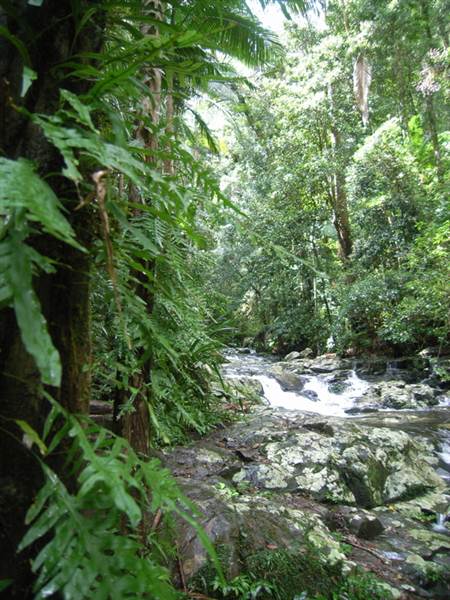 Terania Creek picnic area & Protesters Falls walking track (9/03/2013 1:39:58 AM)