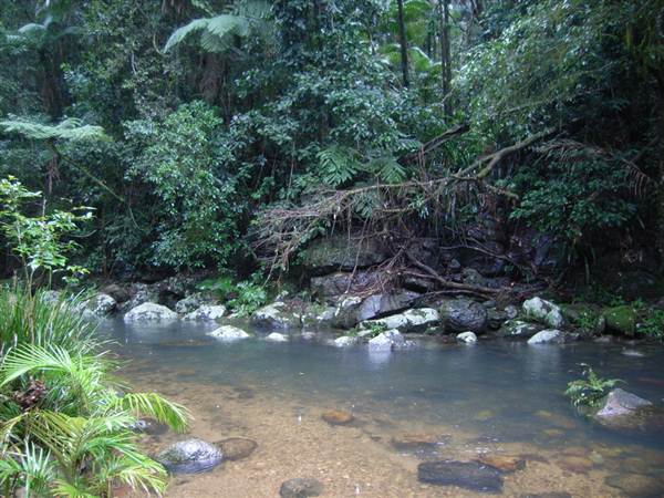 Terania Creek picnic area & Protesters Falls walking track (9/03/2013 1:40:36 AM)