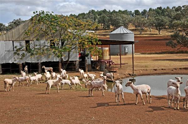 Sheep Station (9/03/2013 3:02:10 AM)